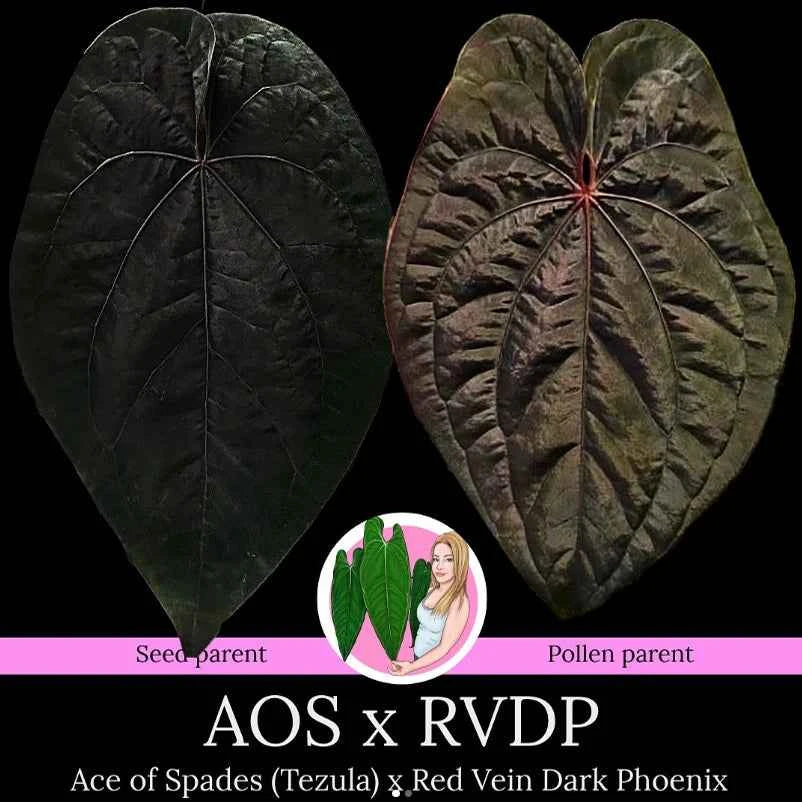 Anthurium Ace of Spades x RVDP | Rare Hybrid Plants Australia
