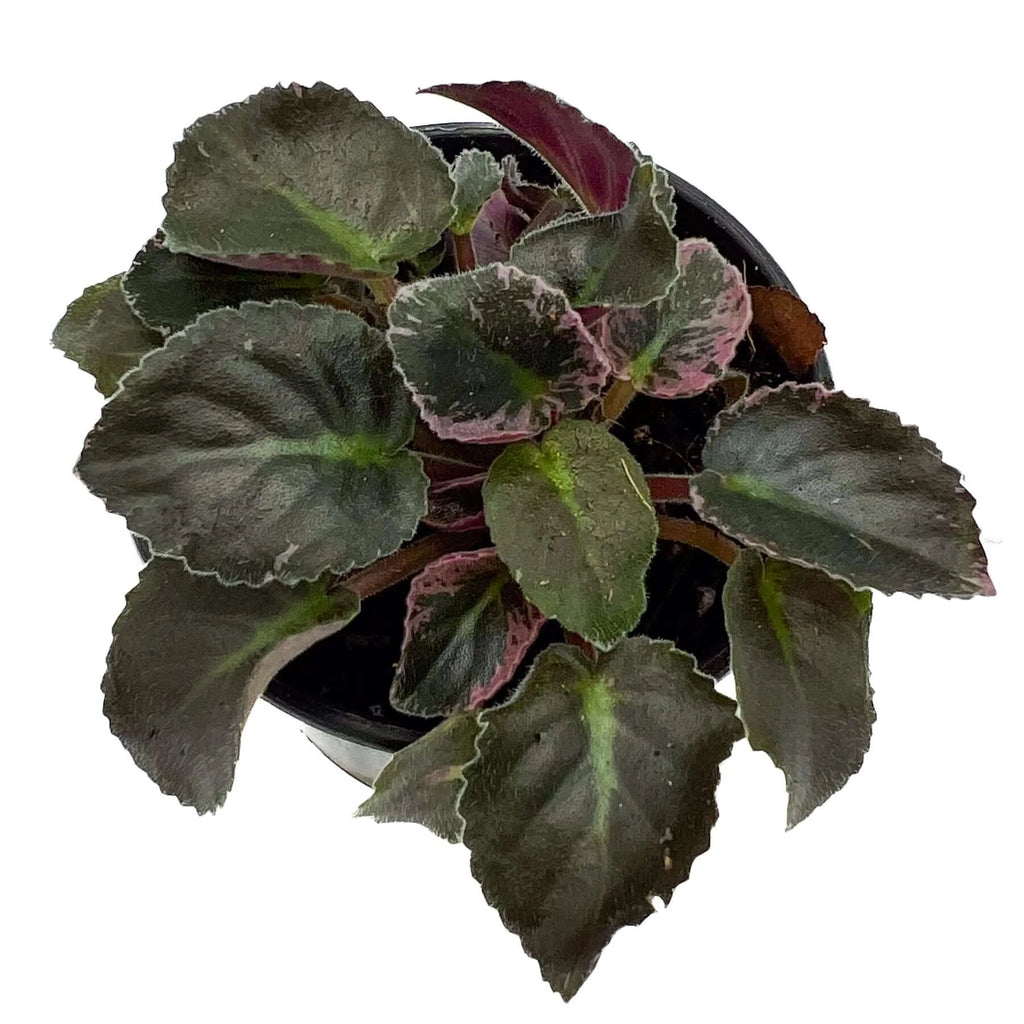African Violet | Indoor Plant | Chalet Boutique - Australia