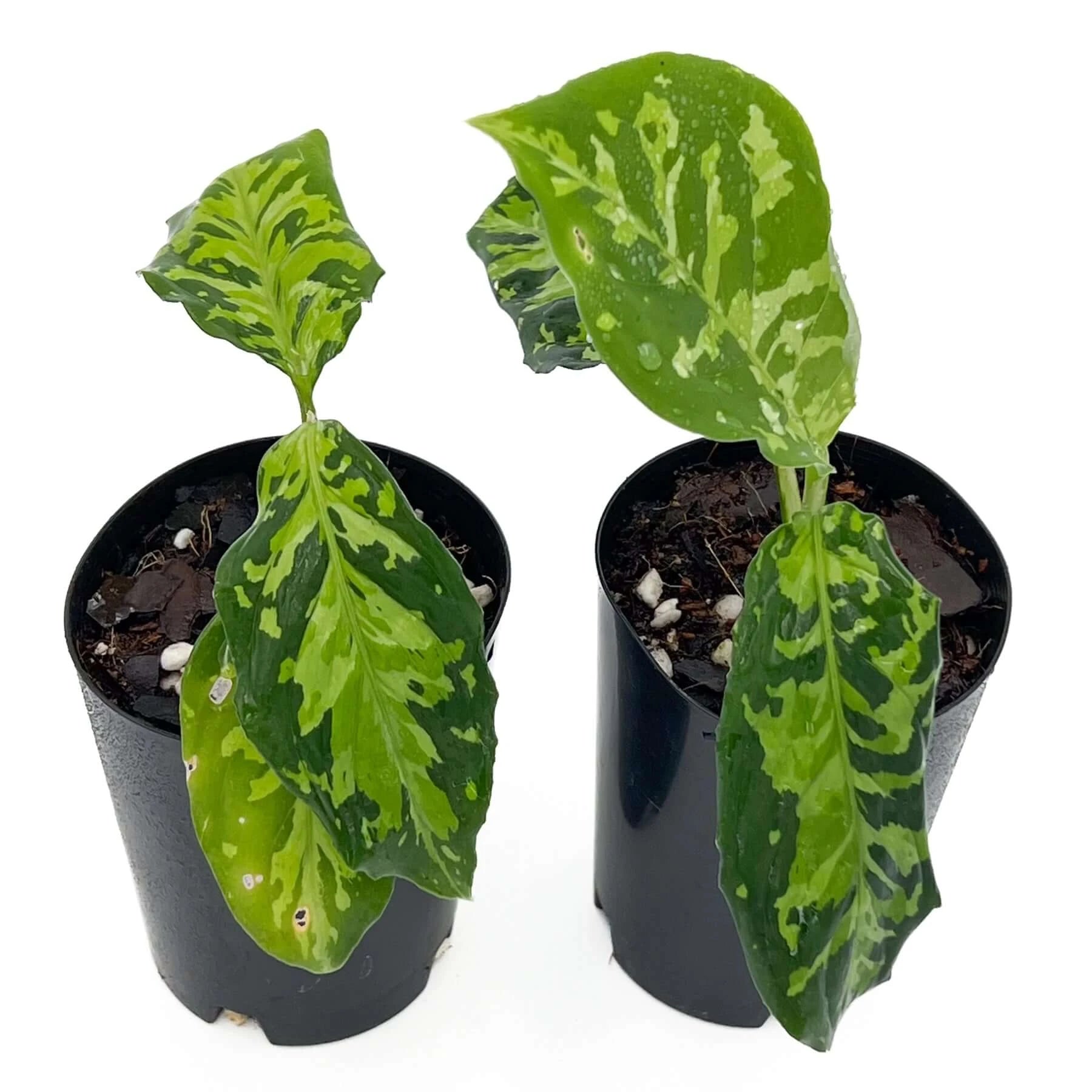 aglaonema pictum australia Buy Aglaonema Pictum Tricolour