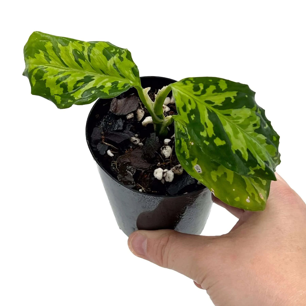 aglaonema australia Buy Aglaonema Pictum Tricolour