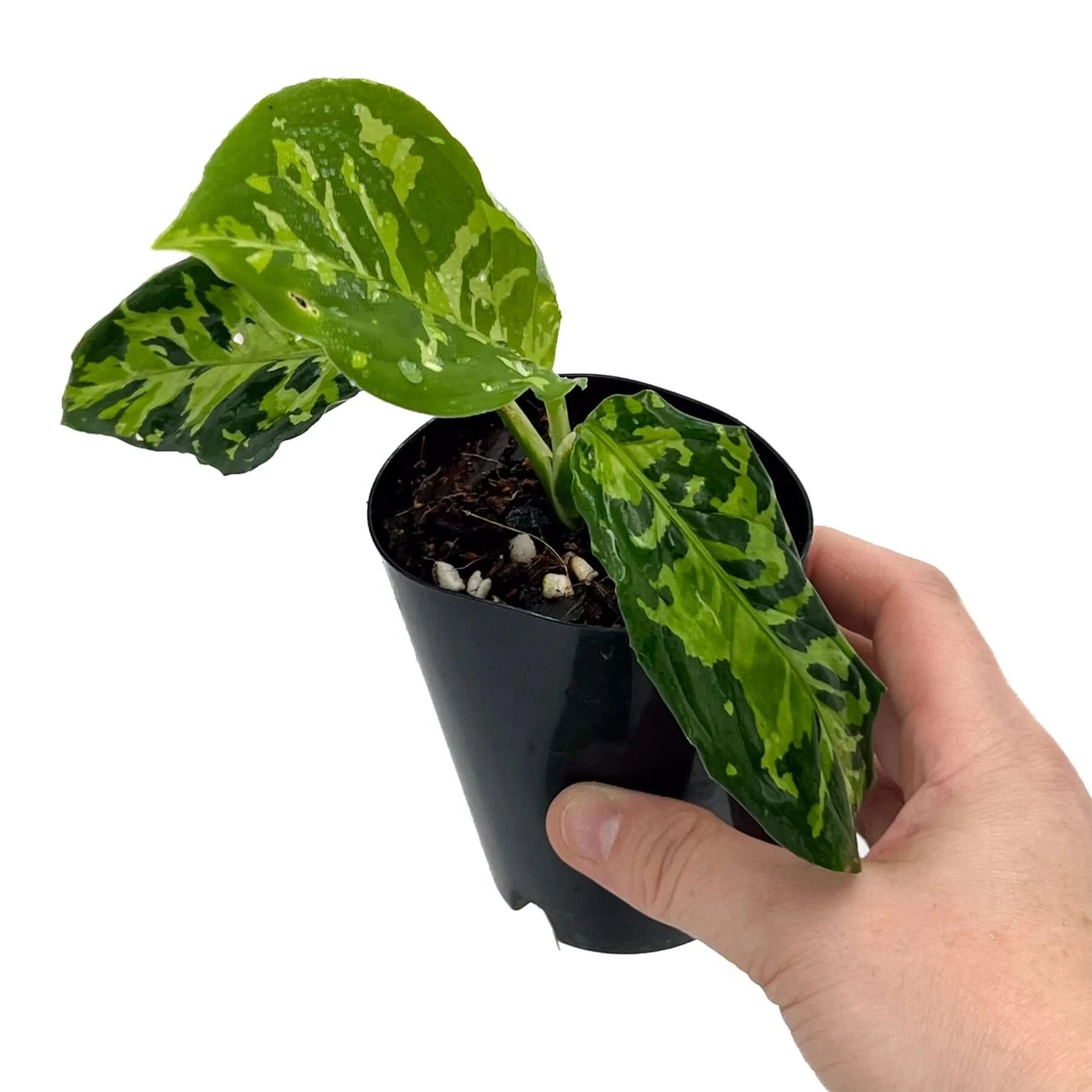 Buy Aglaonema Pictum Tricolour