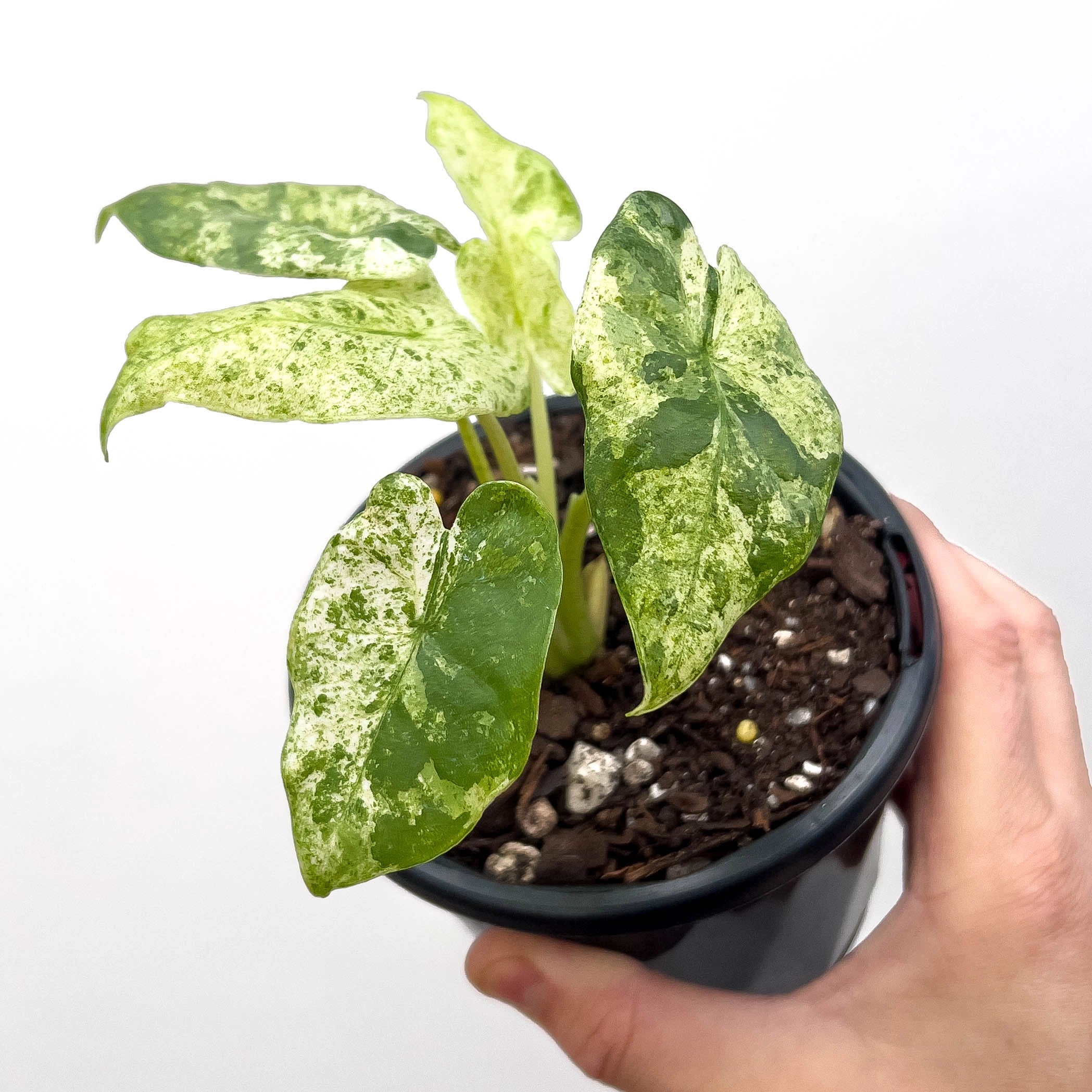 rare indoor plants australia Alocasia Odora Batik
