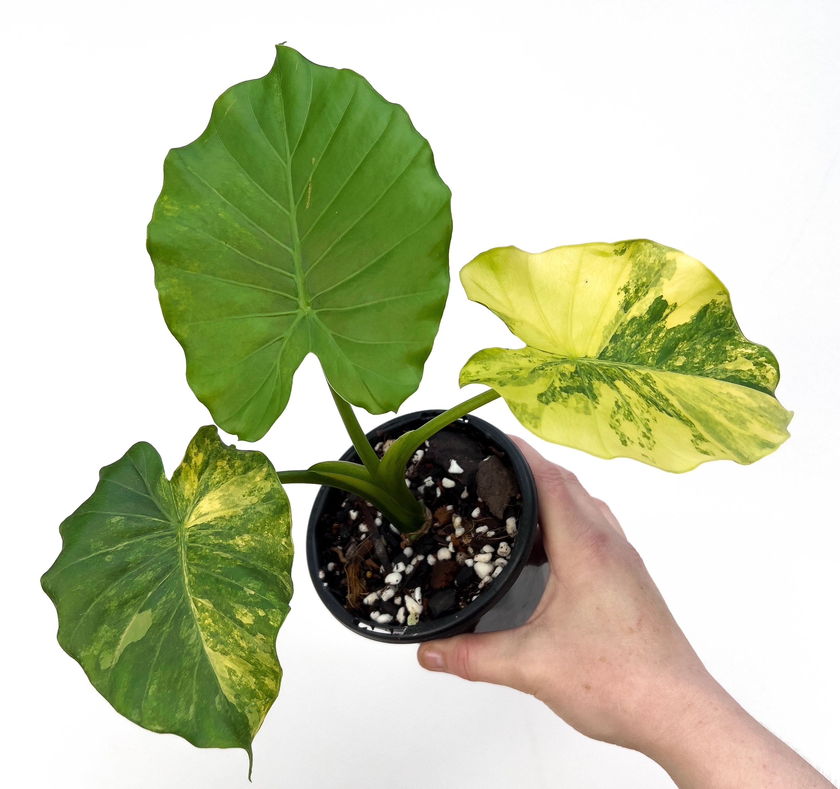 Alocasia gageana Variegata Aurea