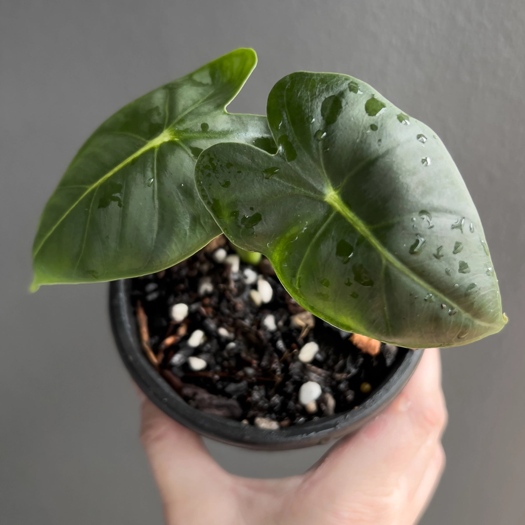 philodendron frydek Alocasia Frydek 'Green Velvet'