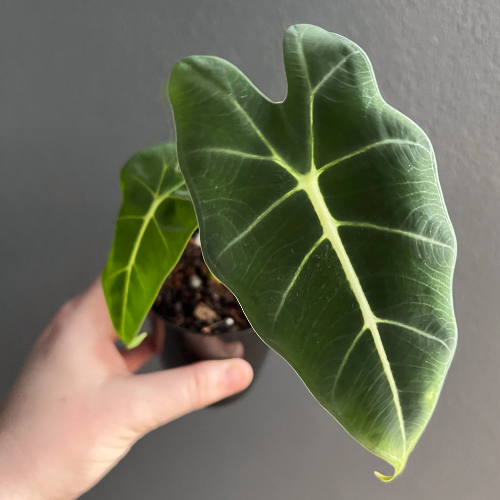 Person holding a potted Alocasia micholitziana Frydek Green Velvet with upright stems and soft velvet-textured leaves. Trusted indoor plant shop Australia.