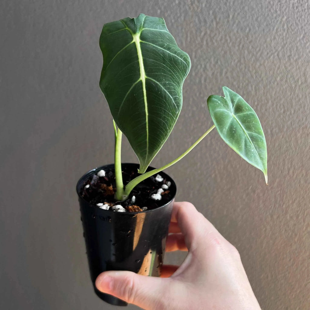 Alocasia micholitziana Frydek 'Green Velvet'