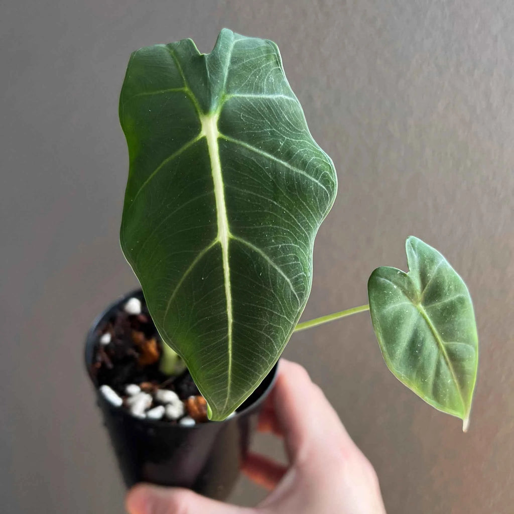 Alocasia micholitziana Frydek 'Green Velvet'
