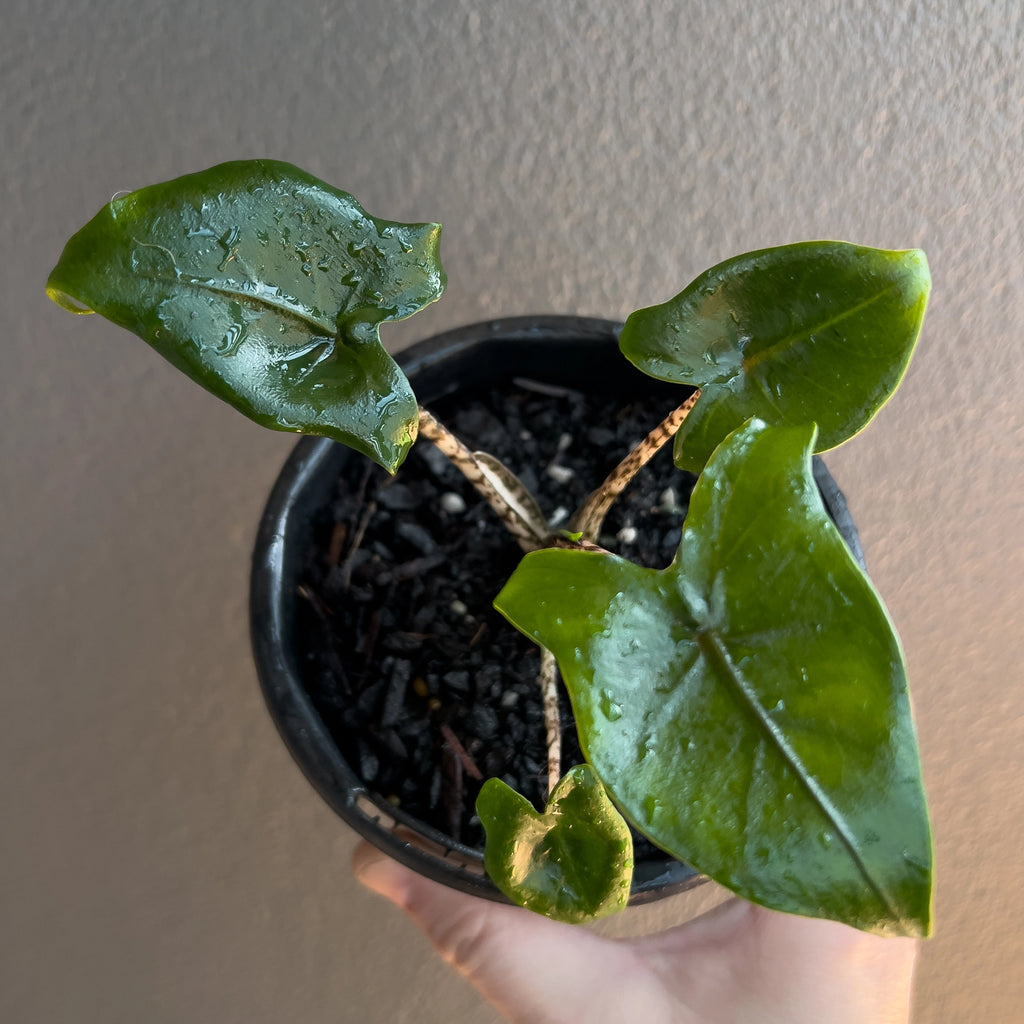 Alocasia Zebrina 'Little Zebrina' close up of petiole striping in yellow and dark brown bands.