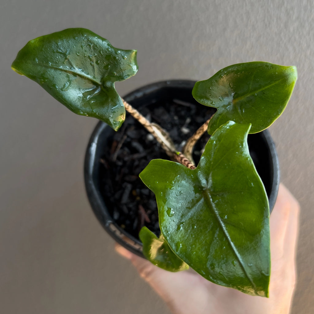 Alocasia Zebrina 'Little Zebrina' plant held in hand to show size and compact growth habit.
