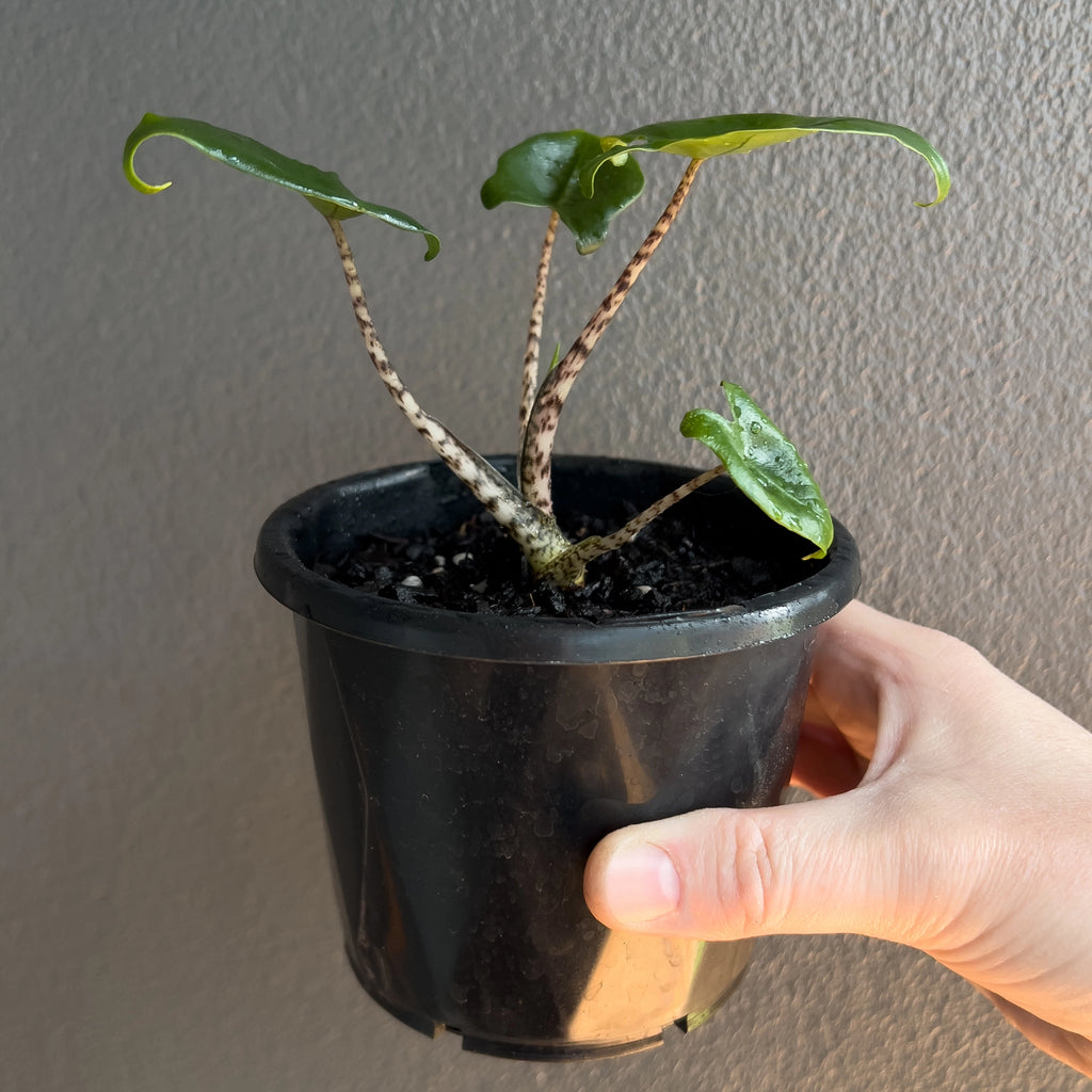 Alocasia Zebrina 'Little Zebrina' close up of the classic zebra patterned stems with fresh new growth.