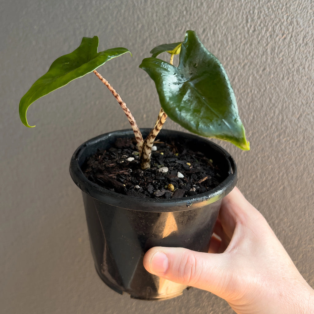 Alocasia Zebrina 'Little Zebrina' top view showing multiple arrow shaped leaves in medium green.
