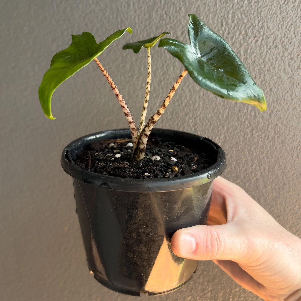 Alocasia Zebrina 'Little Zebrina' close view of a single leaf highlighting its smooth texture and tapered shape.