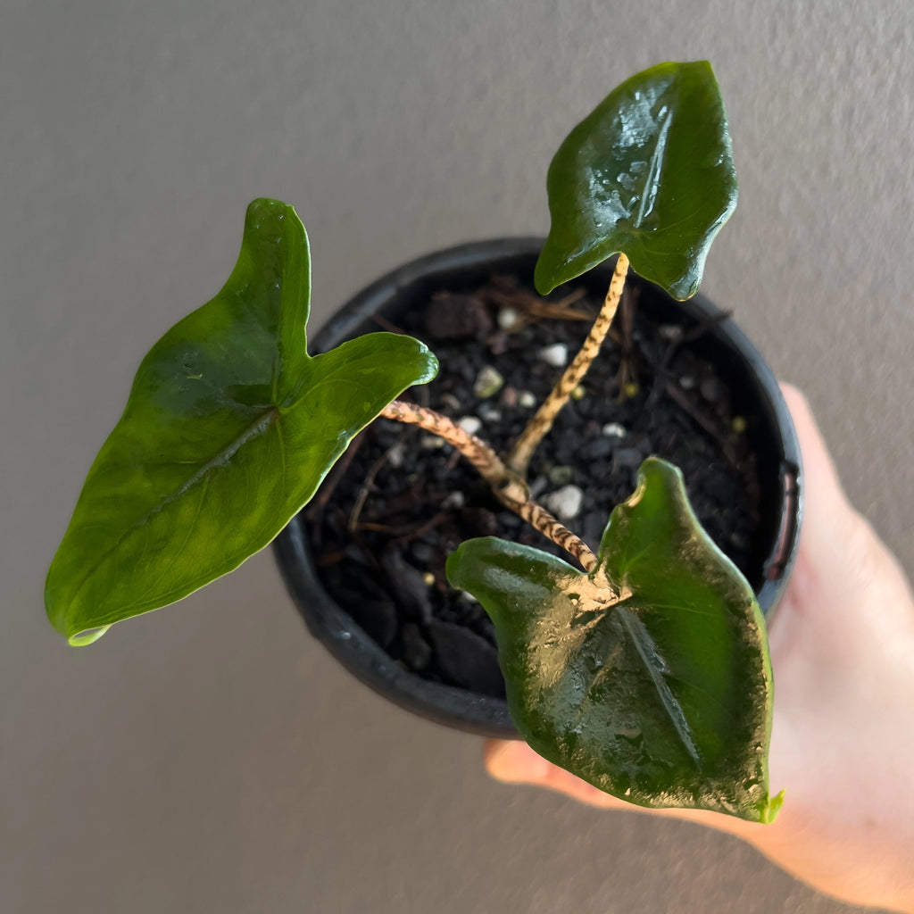 Alocasia Zebrina 'Little Zebrina' plant photographed indoors showing bright green foliage in natural light.