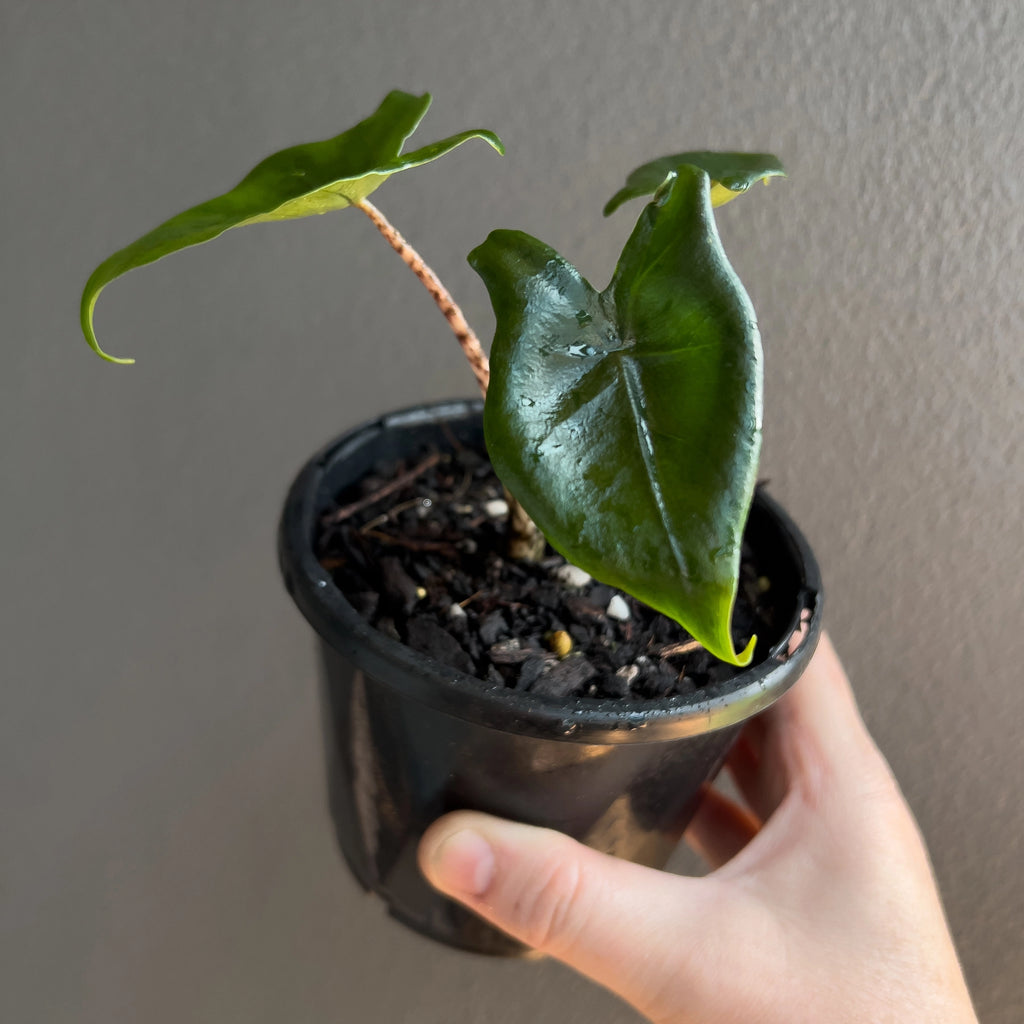 Alocasia Zebrina 'Little Zebrina' in a nursery pot showing upright green leaves and striped petioles.