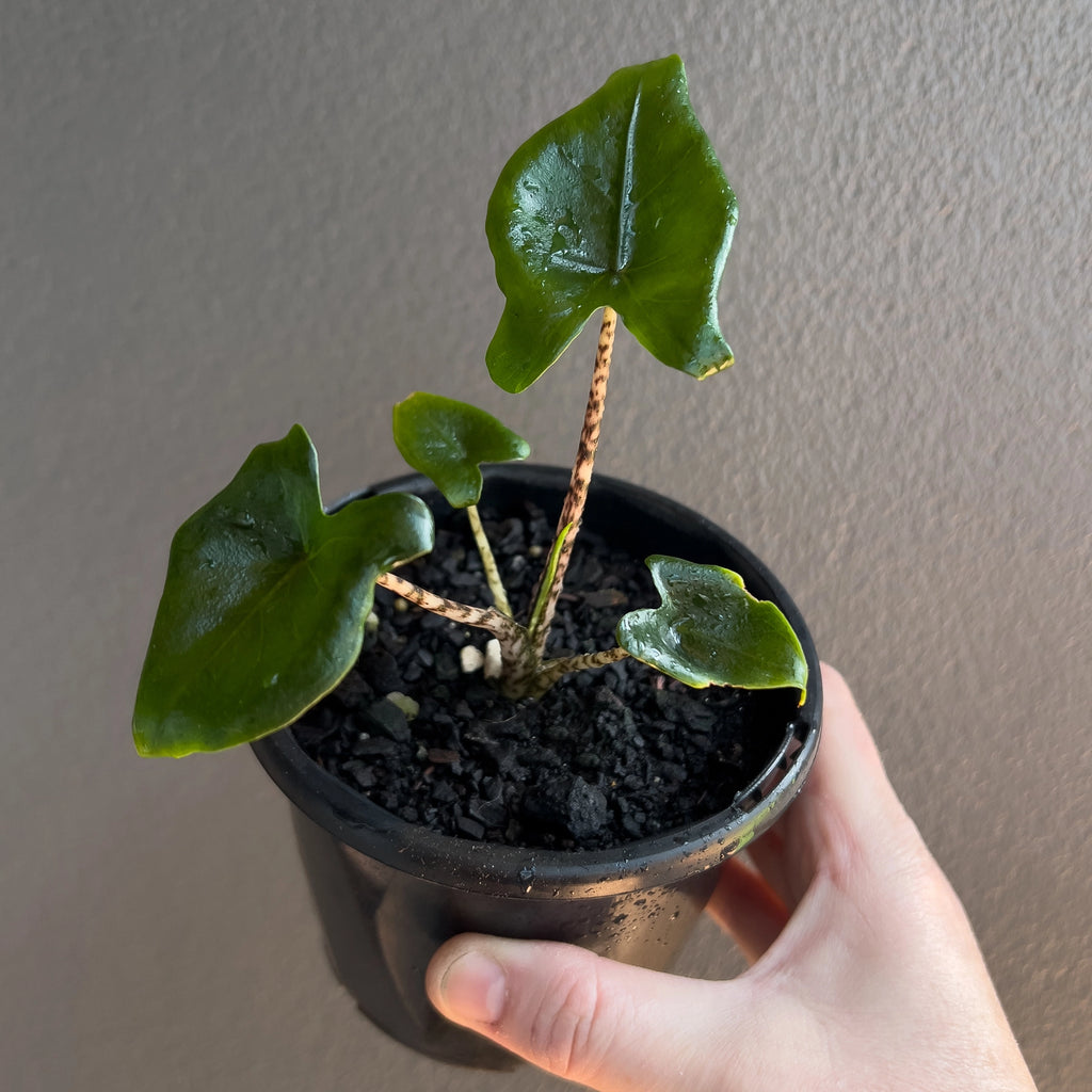 Alocasia Zebrina 'Little Zebrina' new leaf emerging with soft green tones beside patterned stems.