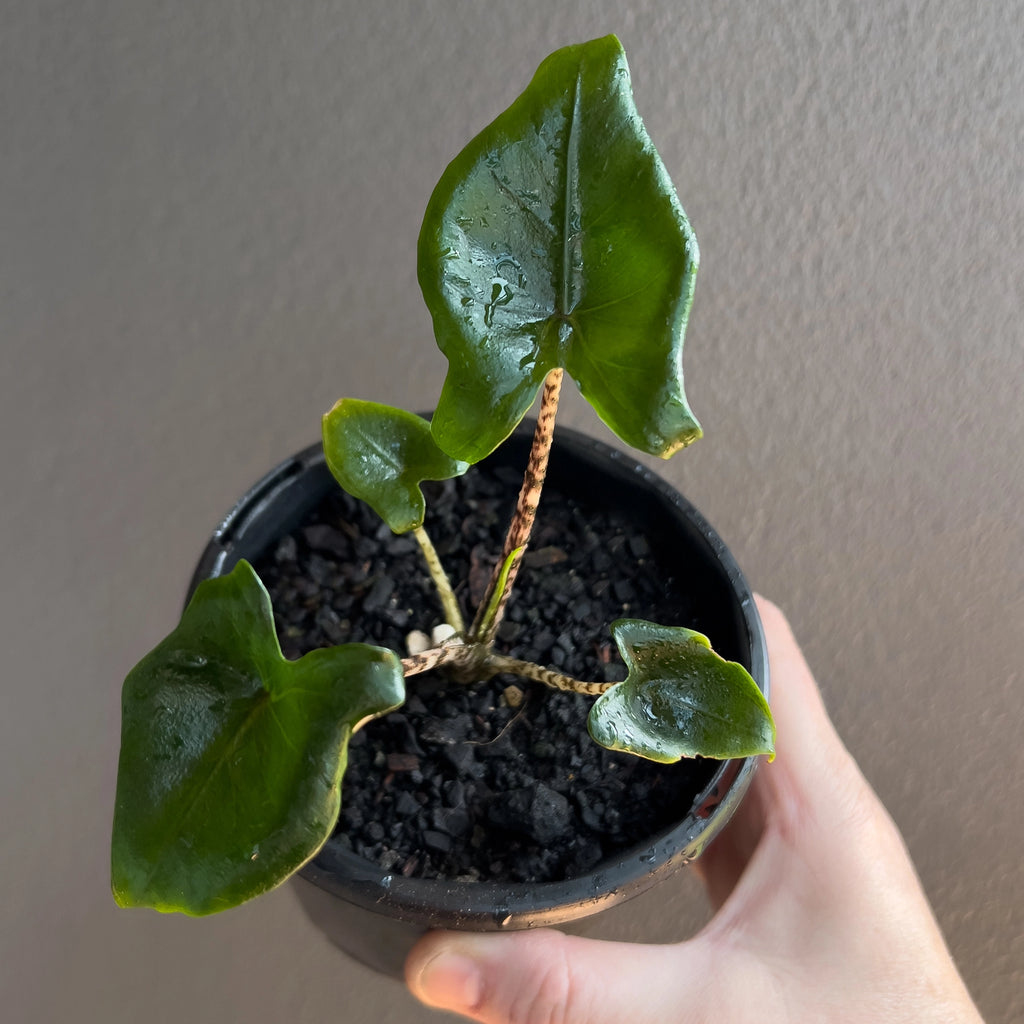 Alocasia Zebrina 'Little Zebrina' side angle capturing the bold stem striping and tidy leaf arrangement.