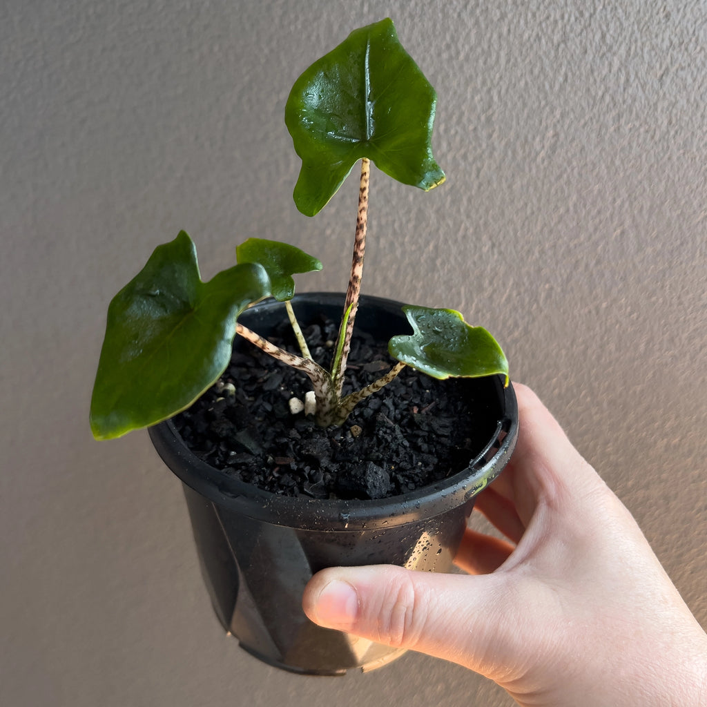 Alocasia Zebrina 'Little Zebrina' cluster of leaves showing the neat small form compared to standard Zebrina.