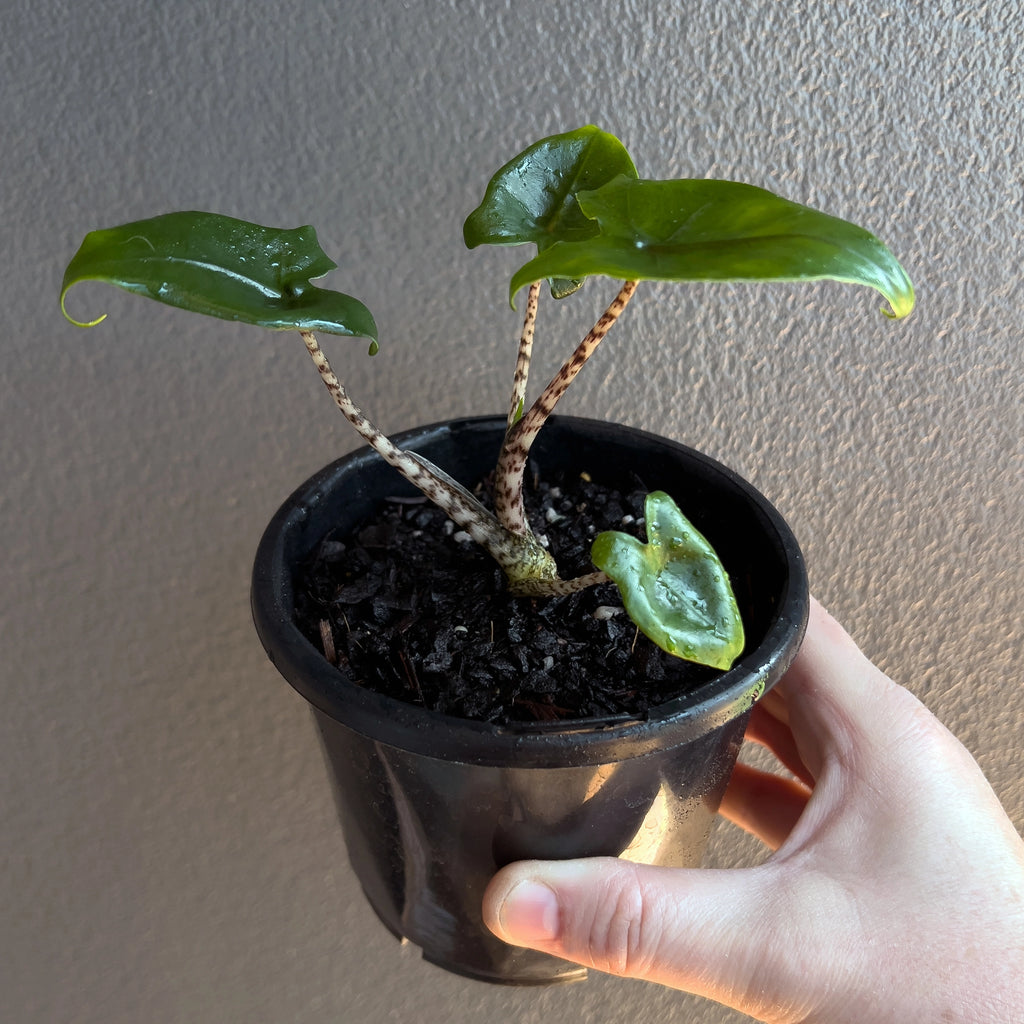 Alocasia Zebrina 'Little Zebrina' plant on a neutral background showing upright stems and compact form.