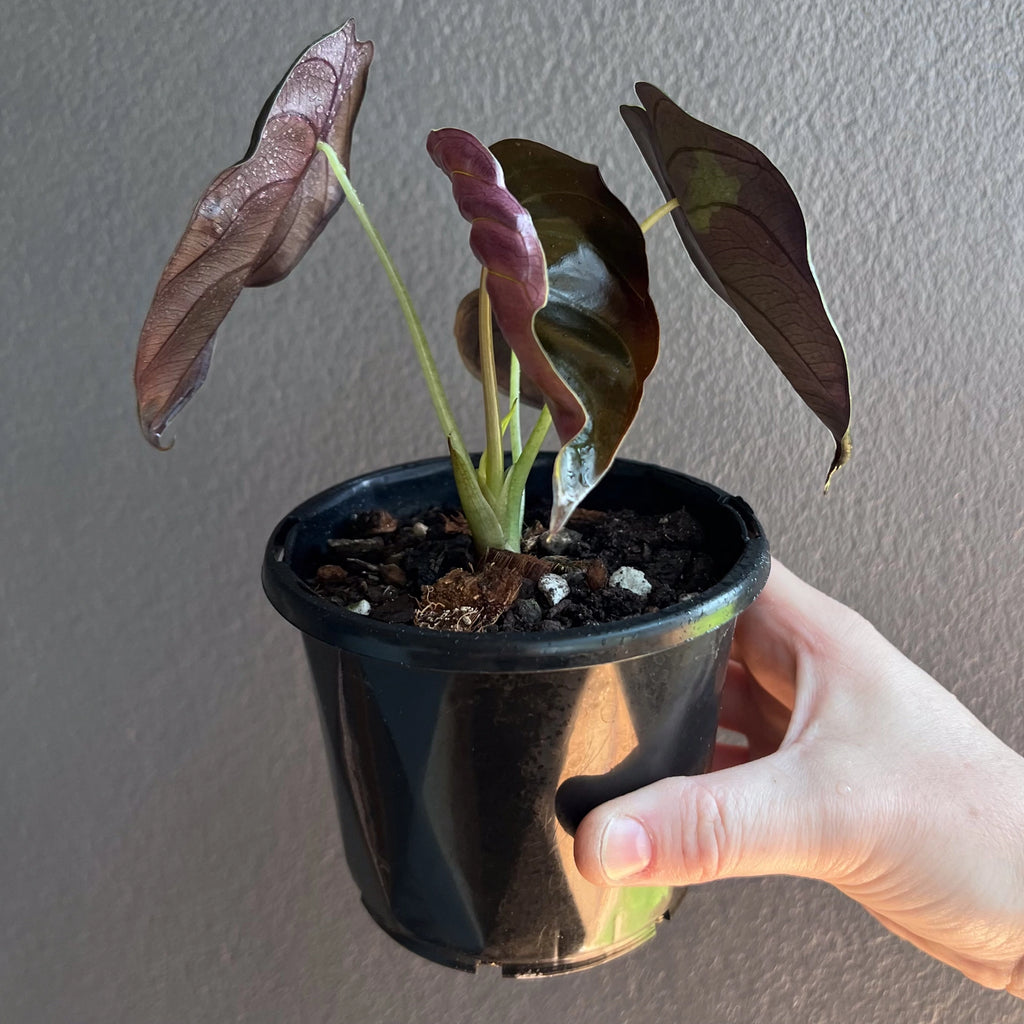 Alocasia cuprea 'Black' angled view with mix of bronze, green and plum tones on cupped leaves.