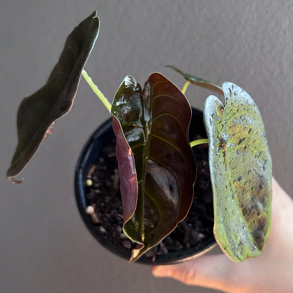 locasia cuprea 'Black' close up of mature leaf displaying the metallic purple sheen under soft lighting.