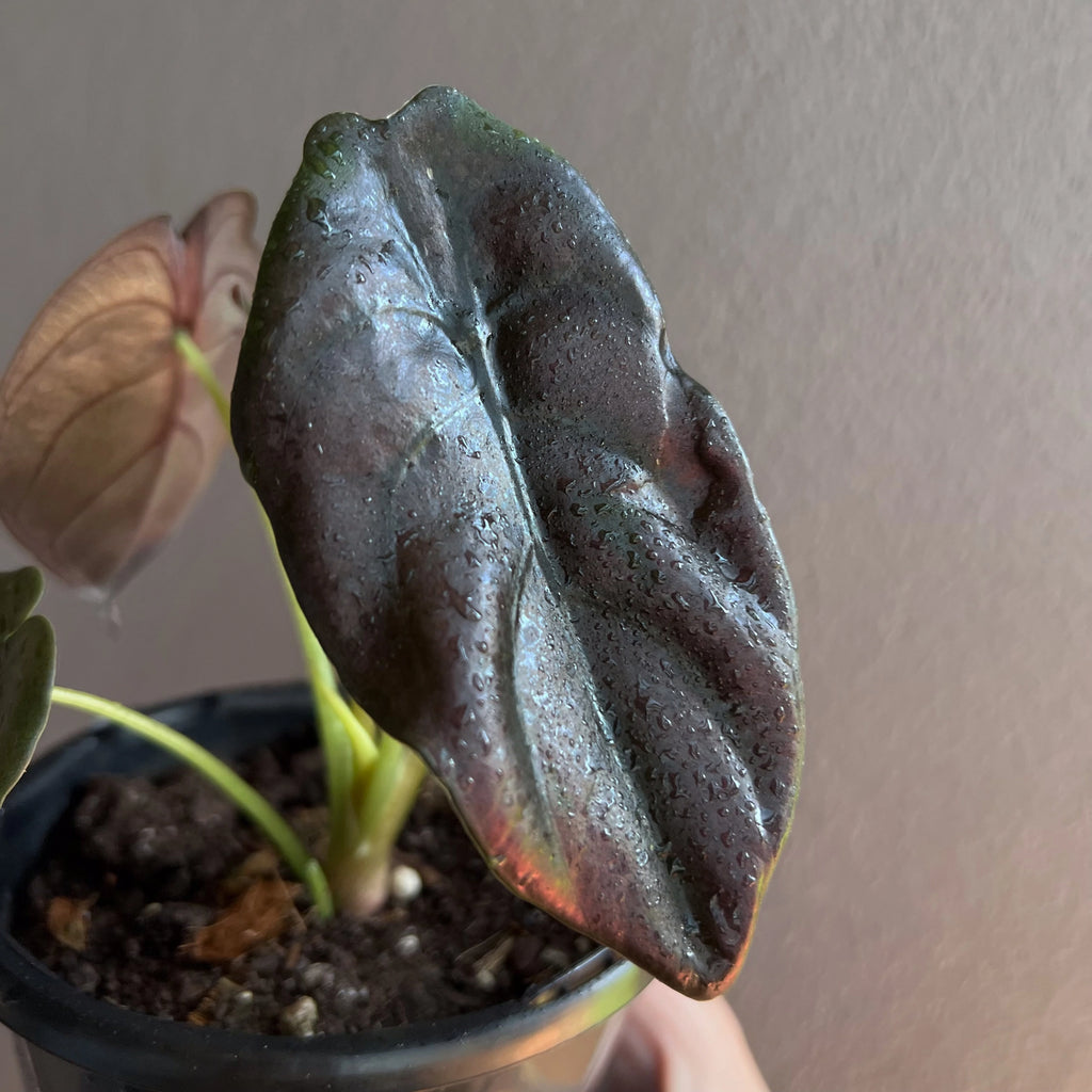 Alocasia cuprea 'Black' multi leaf view showing varied tones from silver green to deep burgundy.