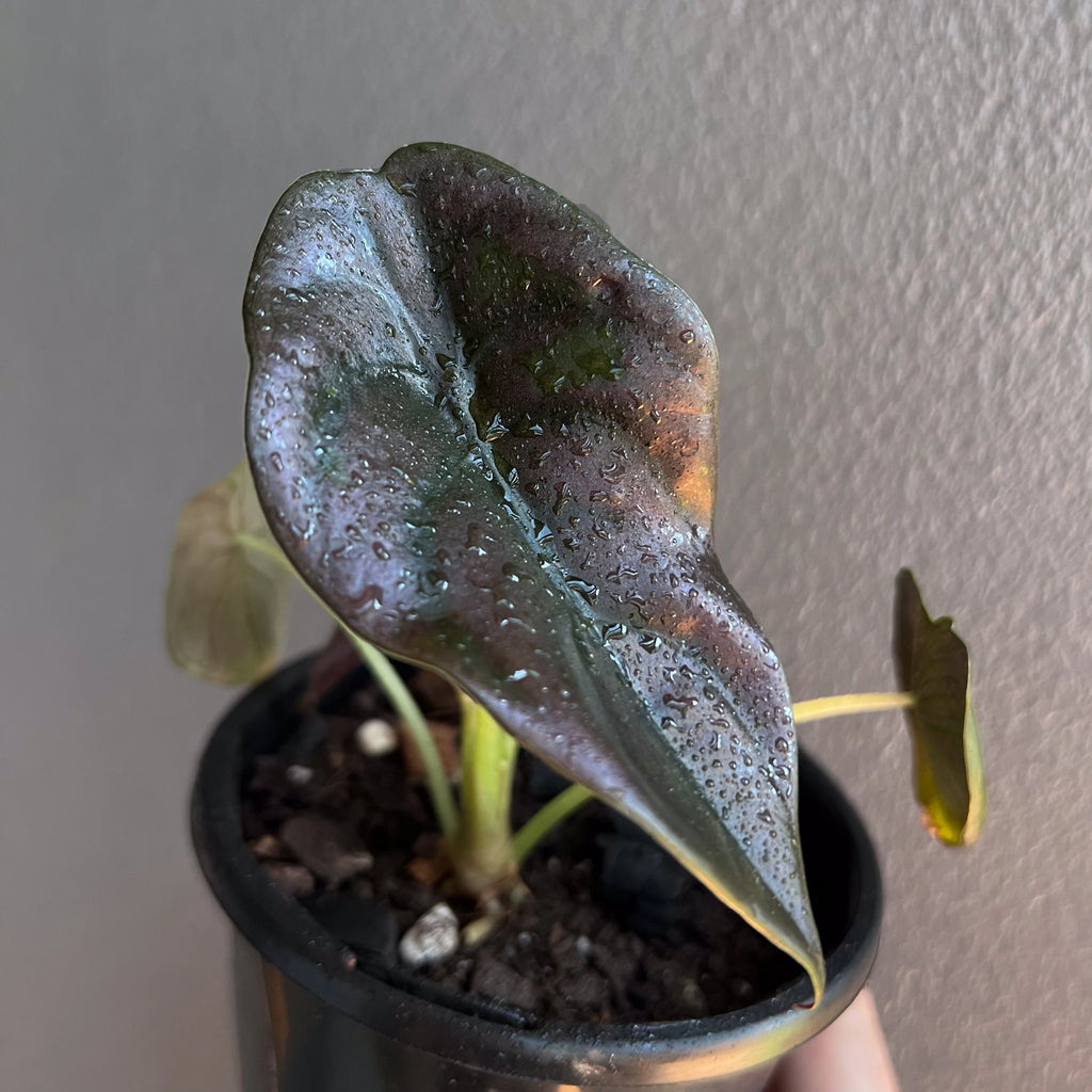 Alocasia cuprea 'Black' plant photographed indoors highlighting the glossy metallic finish of each leaf.