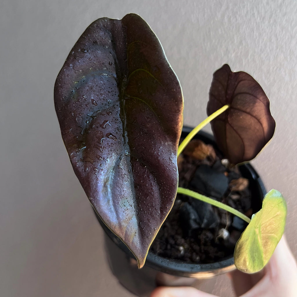 Alocasia cuprea 'Black' with mixed young and mature leaves displaying deep burgundy and silver tones.
