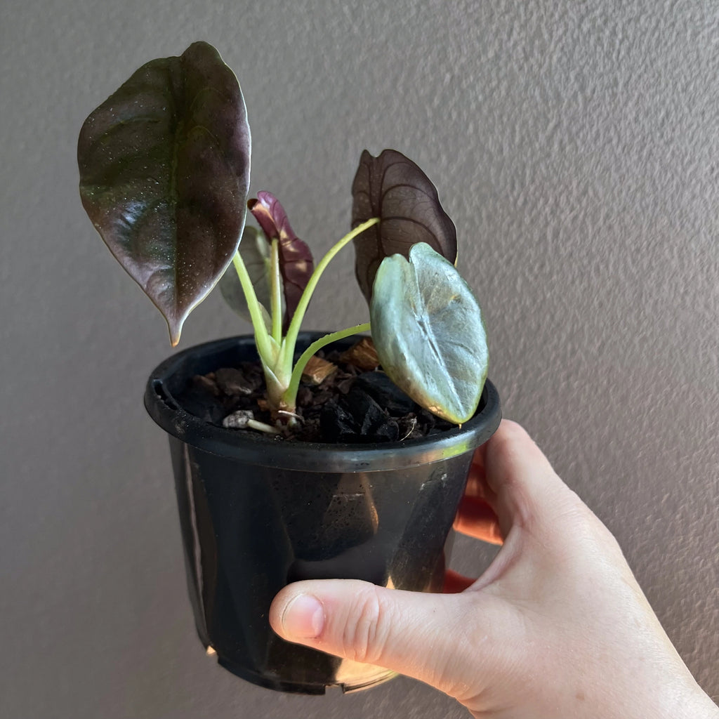 Alocasia cuprea 'Black' close up of glossy dark leaf showing metallic sheen and textured surface.