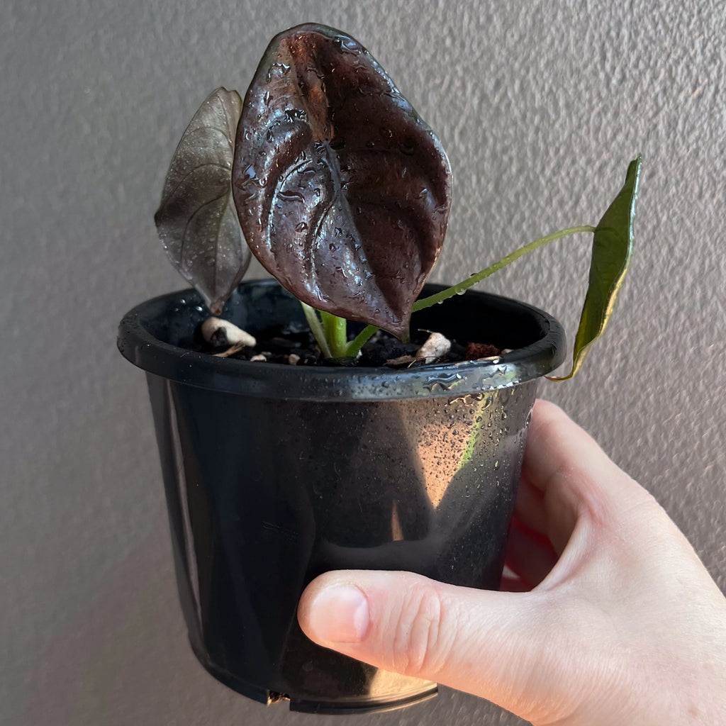 Alocasia cuprea 'Black' side angle revealing the contrast between new pale growth and dark mature leaves.