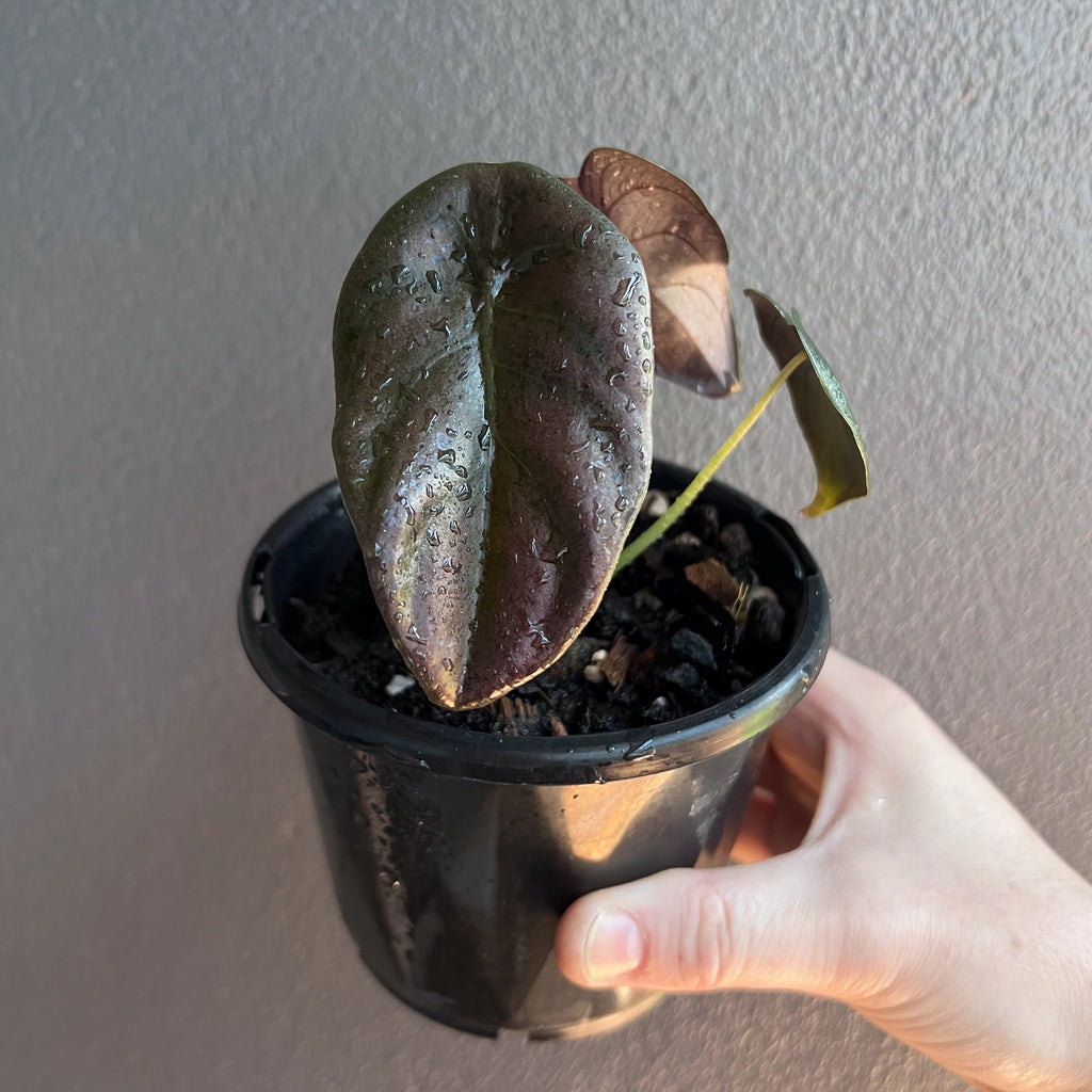Alocasia cuprea 'Black' plant held in hand to show size, featuring rich burgundy foliage and cupped leaf shape.