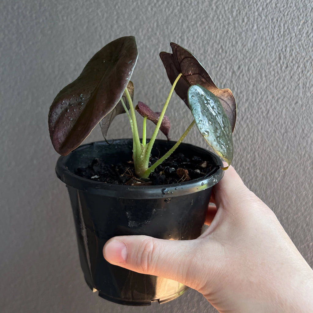 Alocasia cuprea 'Black' close view of leaf underside with pink and burgundy tones against light background.