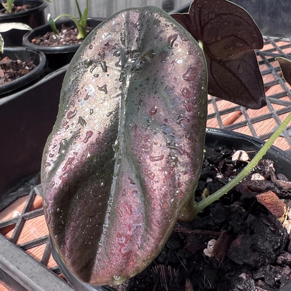 Alocasia cuprea 'Black' top view highlighting the deep green to black gradient and strong leaf venation.