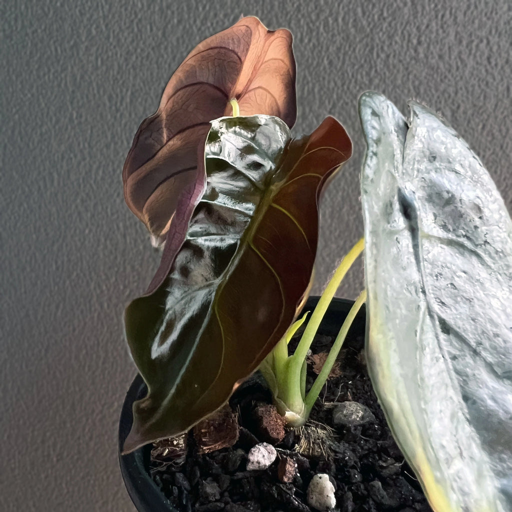 Alocasia cuprea 'Black' cluster of leaves with visible shimmer caused by natural light on metallic surface.