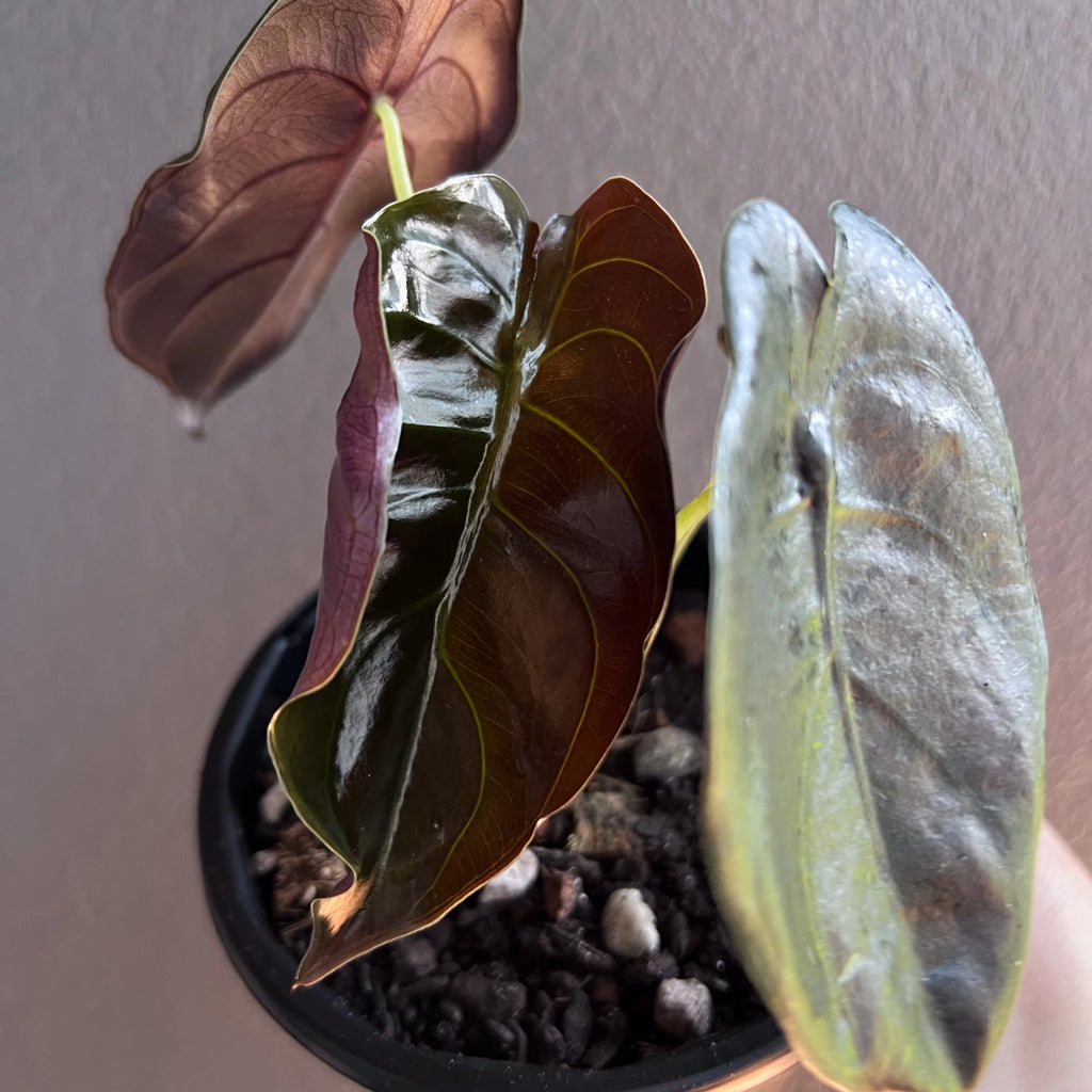 Alocasia cuprea 'Black' leaf close up with water droplets showing texture, colour depth and natural gloss.
