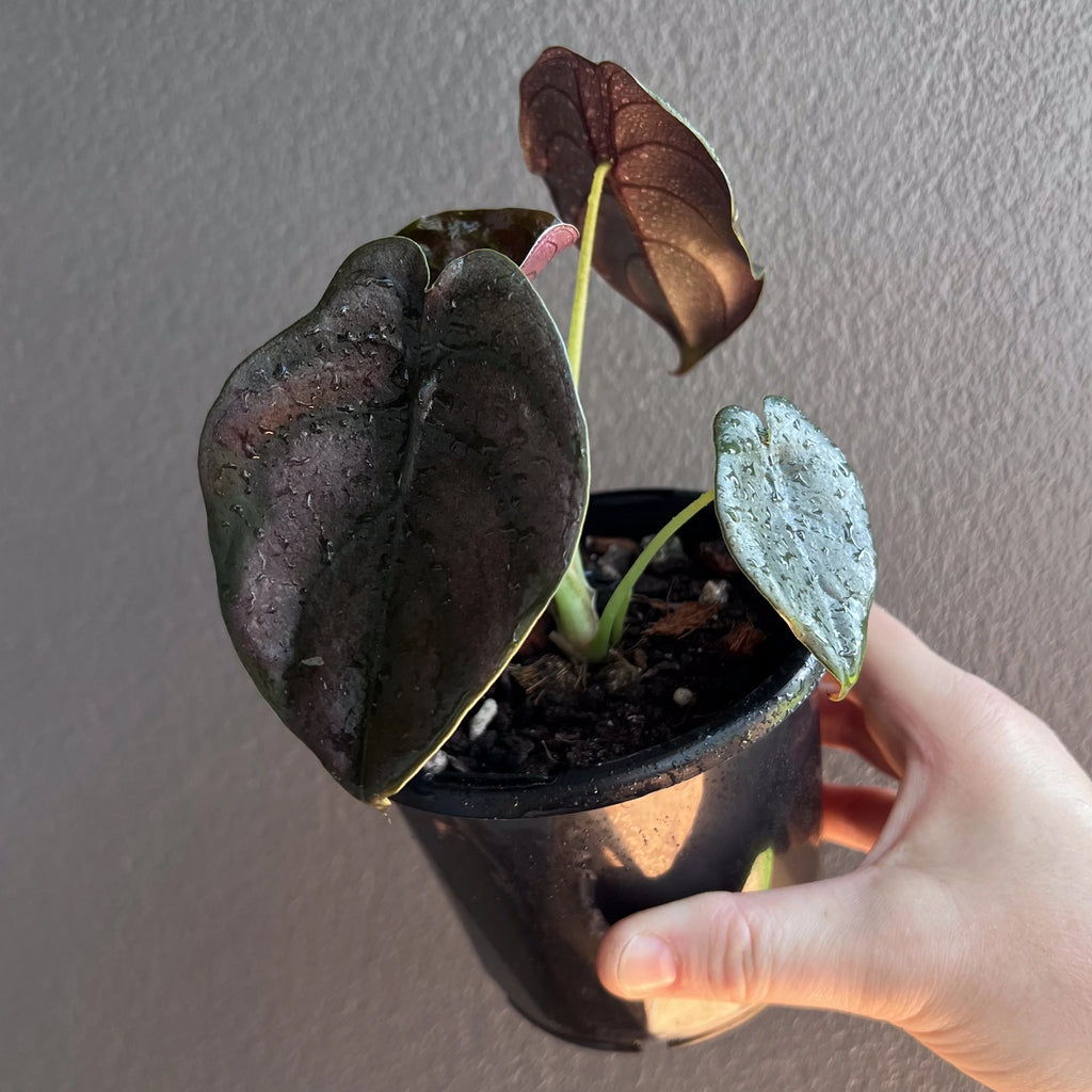 Alocasia cuprea 'Black' plant in a black pot showing upright growth and dark reflective foliage.