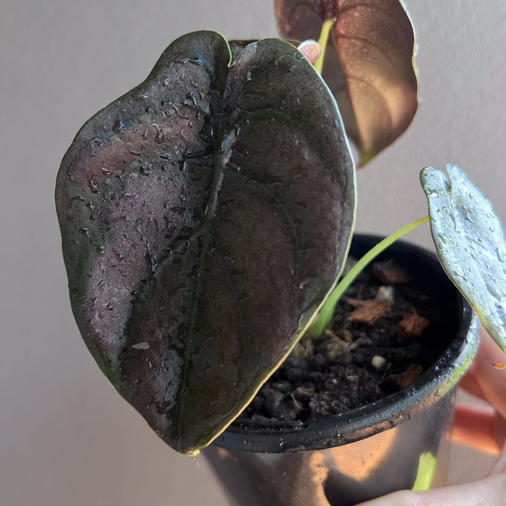 Alocasia cuprea 'Black' plant in a black nursery pot on a neutral background showing dark metallic foliage.