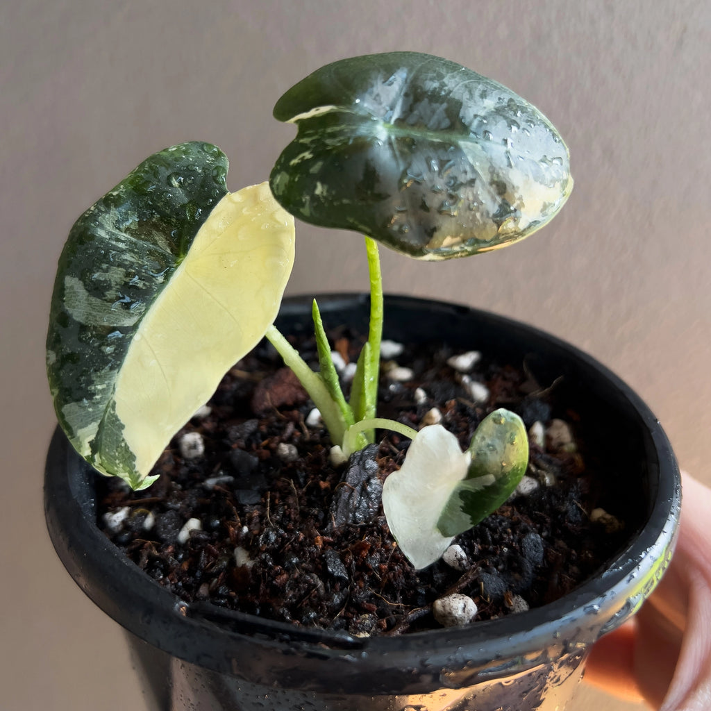 Alocasia micholitziana 'Frydek' Variegated in a nursery pot showing velvety green leaves with creamy white variegation.