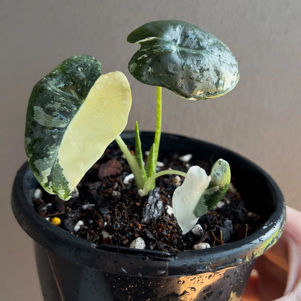 Alocasia micholitziana 'Frydek' Variegated close up highlighting bold white patches across the soft velvet foliage.
