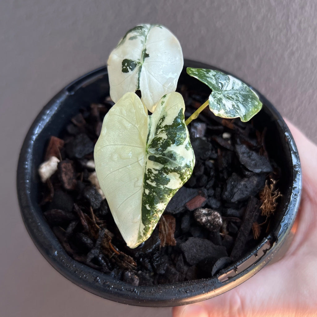 Alocasia micholitziana 'Frydek' Variegated detailed leaf close up capturing velvety texture and crisp white edges.