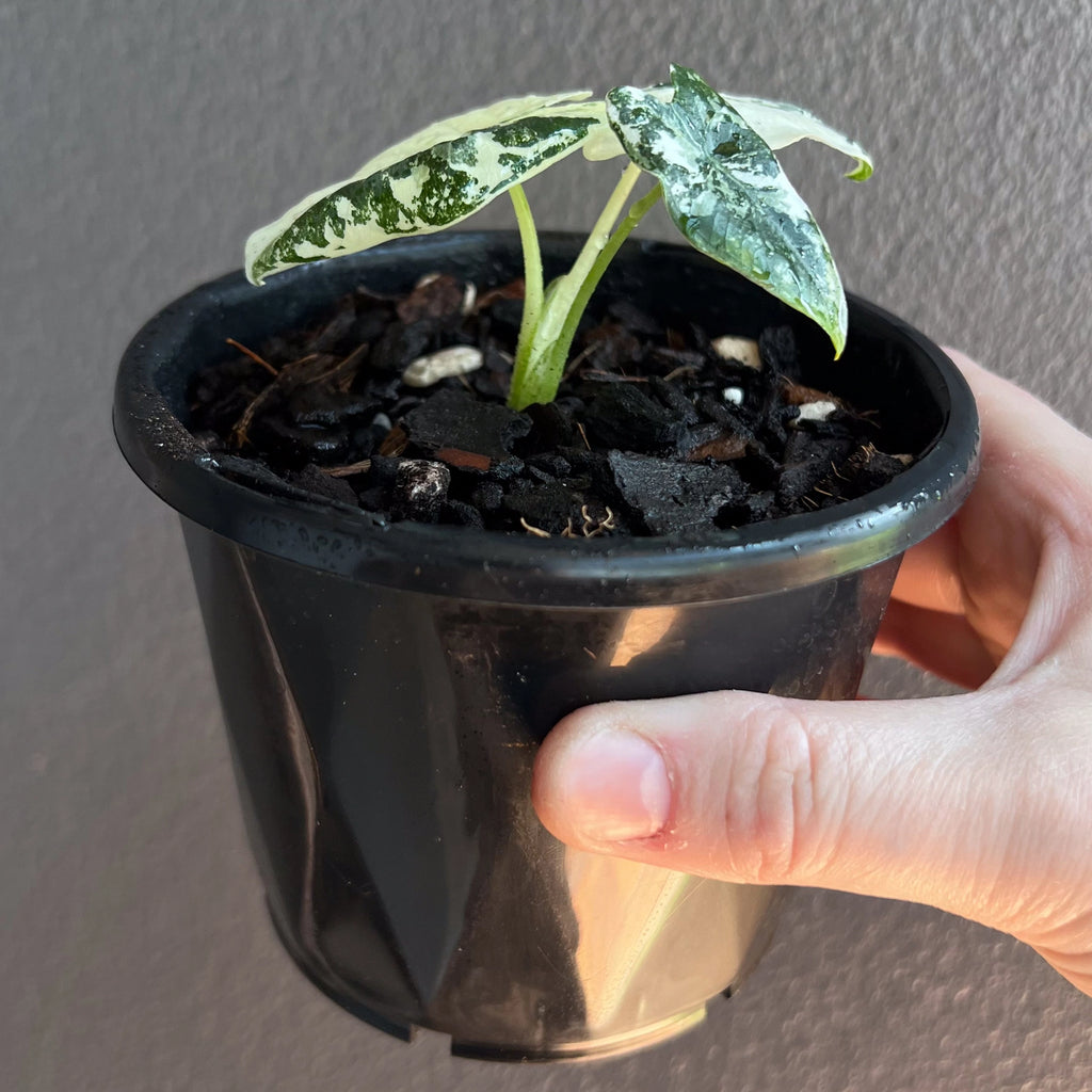 Alocasia micholitziana 'Frydek' Variegated plant photographed indoors highlighting variegation in natural light.