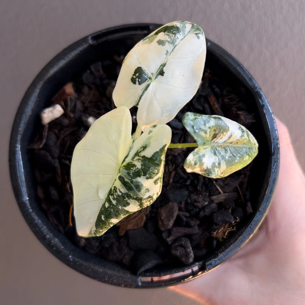 Alocasia micholitziana 'Frydek' Variegated top view showing multiple leaves with mixed green and white markings.