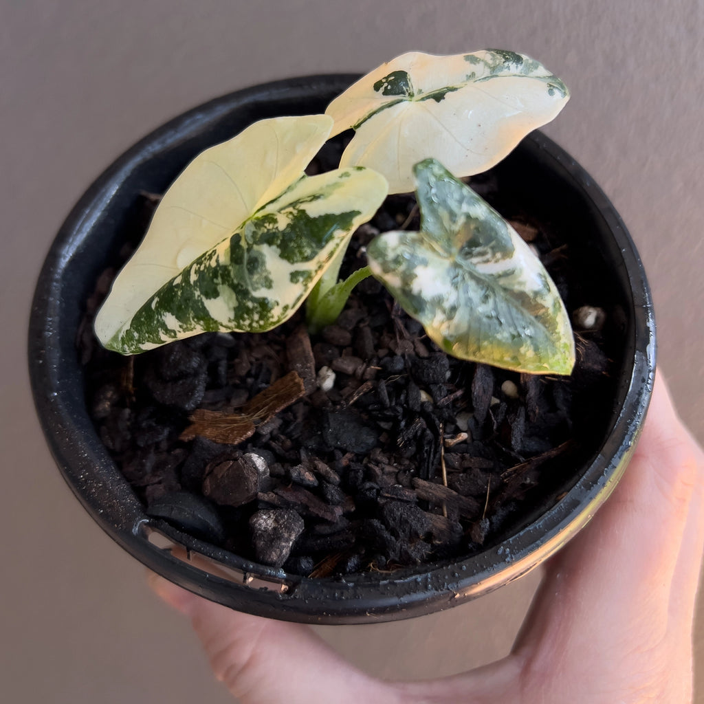 Alocasia micholitziana 'Frydek' Variegated cluster of leaves showing variation in white distribution across the plant.