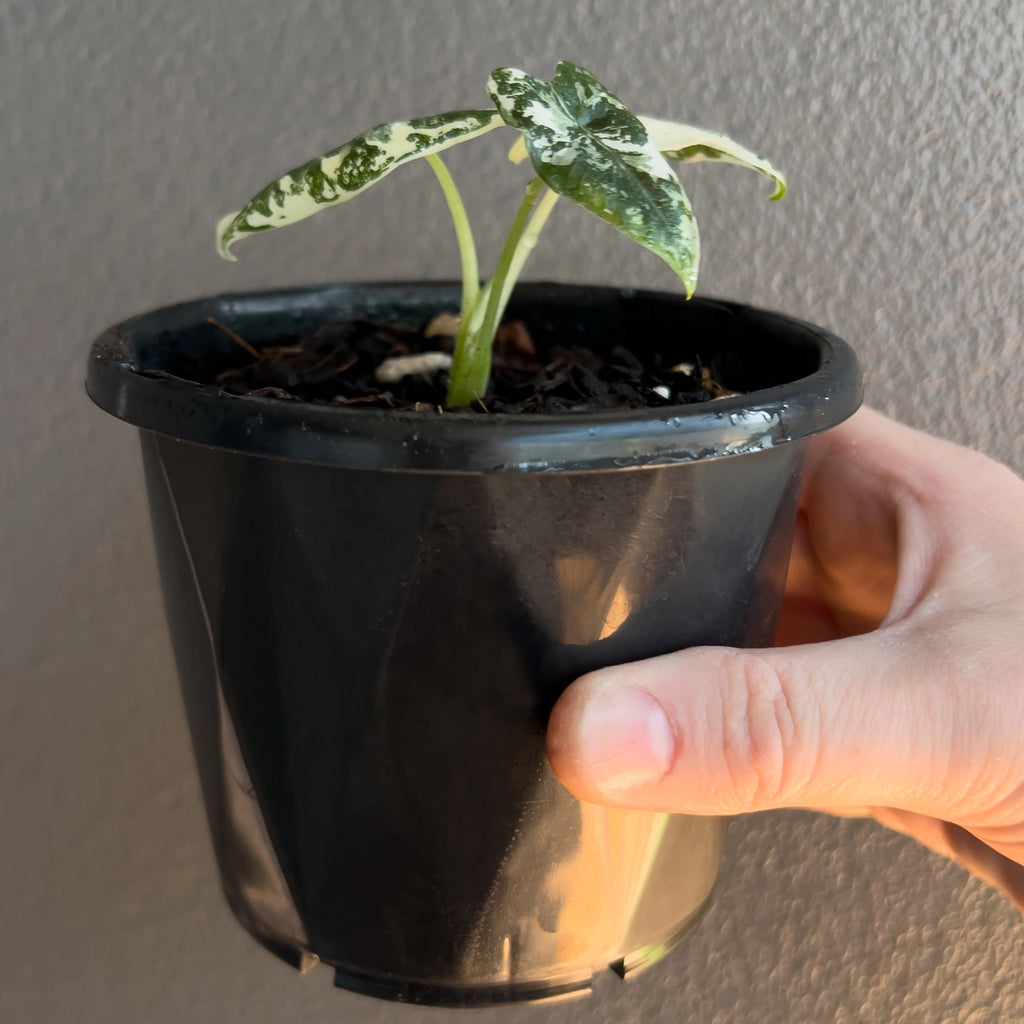 Alocasia micholitziana 'Frydek' Variegated leaf underside showing soft green tones and defined venation.