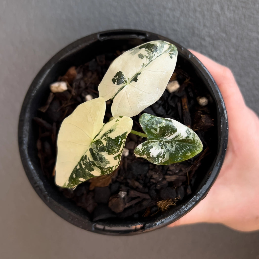 Alocasia micholitziana 'Frydek' Variegated angled view showing strong variegation on maturing leaves.