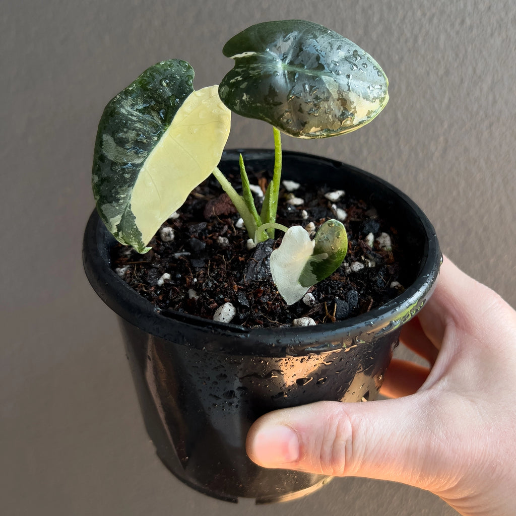 Alocasia micholitziana 'Frydek' Variegated side angle displaying upright growth and strong variegation contrast.