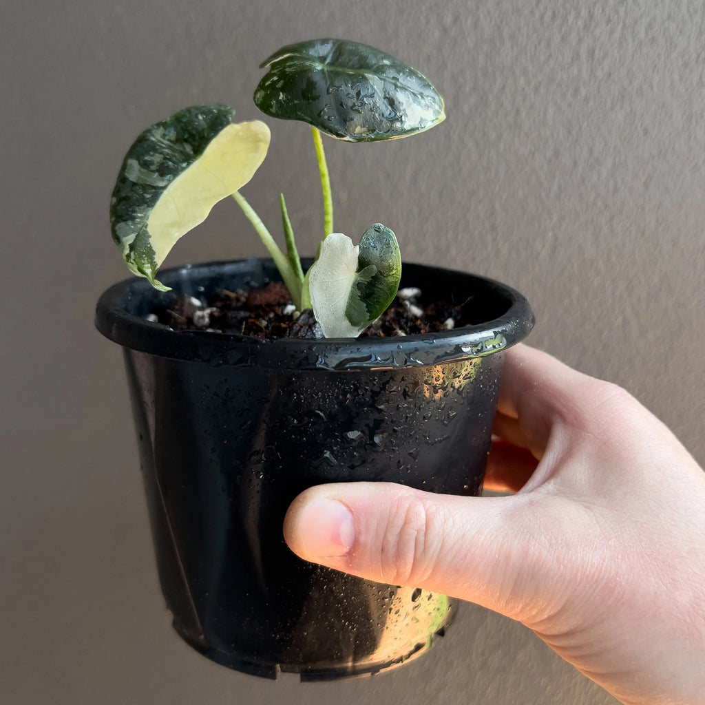 Alocasia micholitziana 'Frydek' Variegated young plant held in hand to show size and variegation pattern.