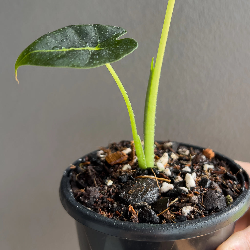 Alocasia micholitziana Frydek 'Green Velvet' young plant held in hand to show size and the signature velvet leaf finish.