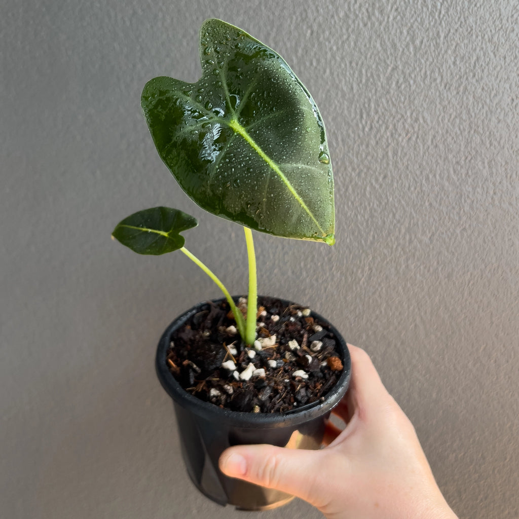 Alocasia micholitziana Frydek 'Green Velvet' close up of a mature leaf highlighting the velvety texture and strong venation.