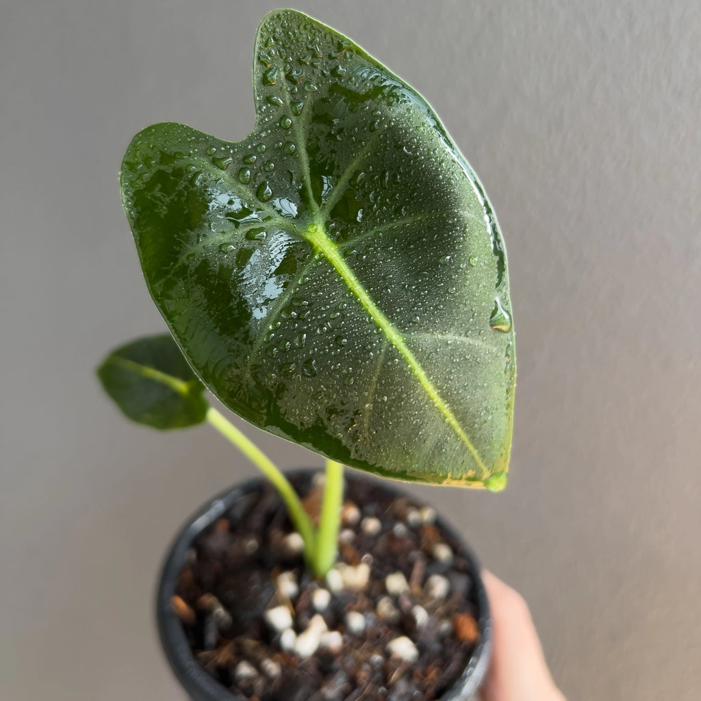 Alocasia micholitziana Frydek 'Green Velvet' in a nursery pot showing deep green velvety leaves with crisp white veins.
