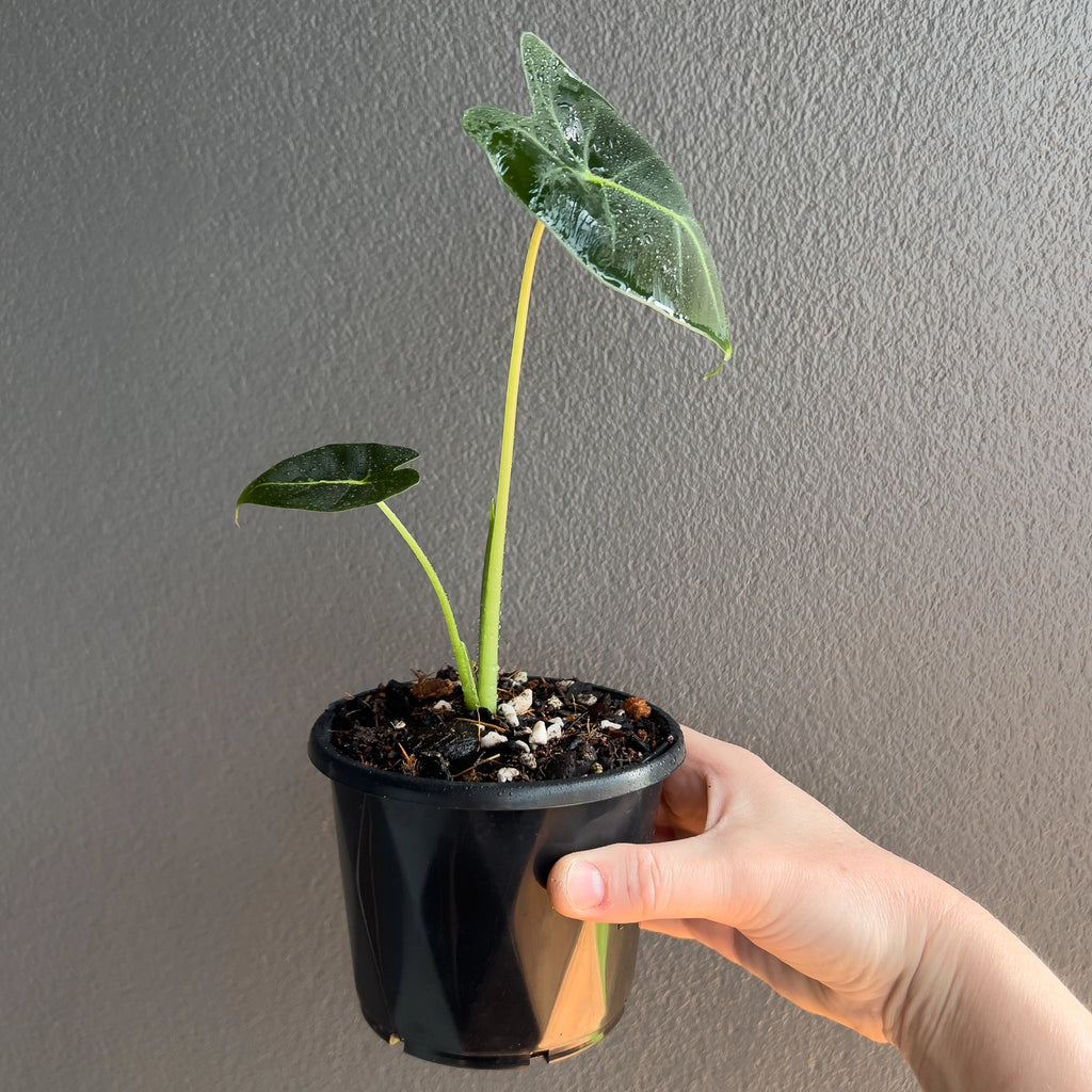 Alocasia micholitziana Frydek 'Green Velvet' top angle showing multiple leaves in rich green with bold contrasting veins.